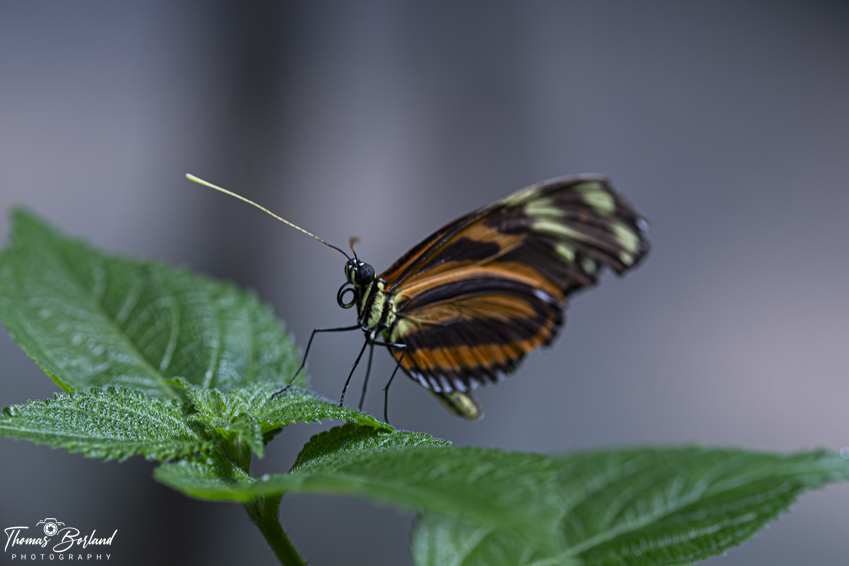 Cambridge Butterfly Conservatory